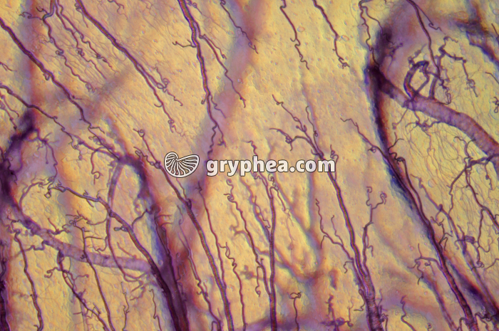 Trachées de Criquet x25 - gryphea.com